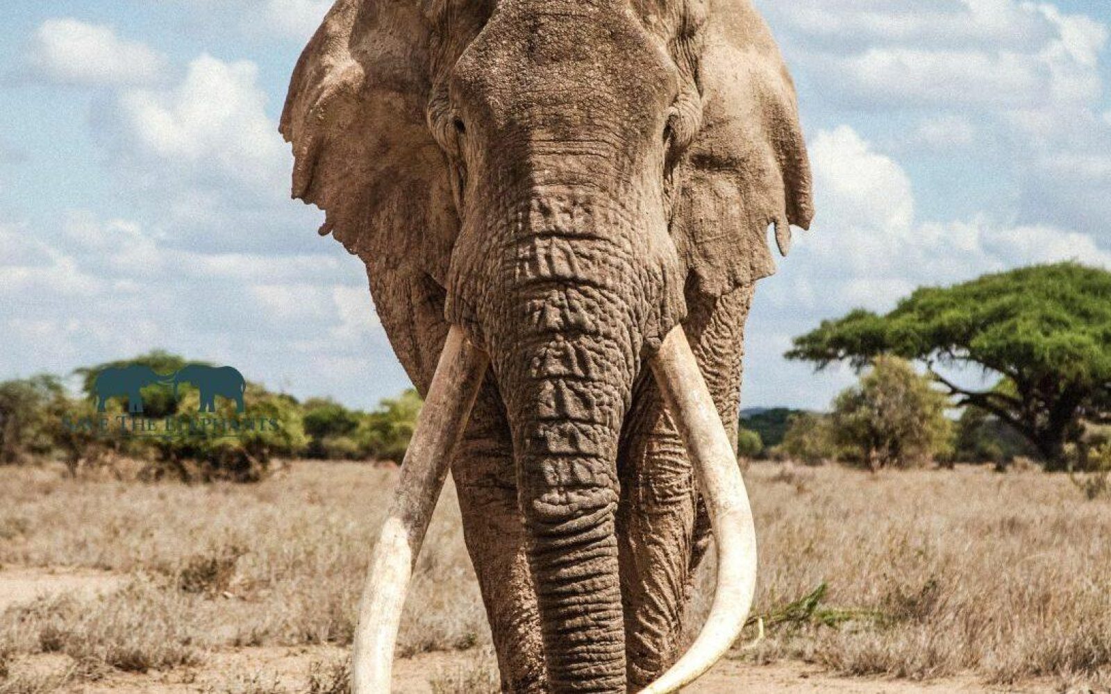 Saba Douglas Hamilton: The Elephant Footprint